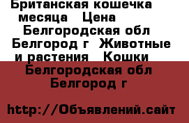 Британская кошечка 1,5 месяца › Цена ­ 1 000 - Белгородская обл., Белгород г. Животные и растения » Кошки   . Белгородская обл.,Белгород г.